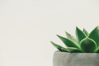 Succulent Pictures Image