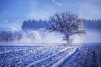 Trees Covered With Snow Fog Landscape Winter 4k Laptop Full Wallpaper