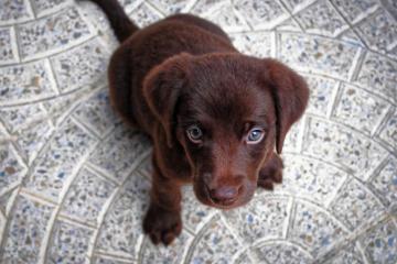 Cute Chocolate Lab Puppy