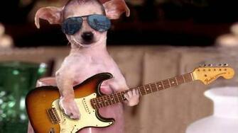 Funny Dogs Wallpaper