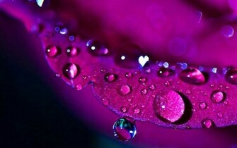 Purple Rose Wallpaper High Definition Quality