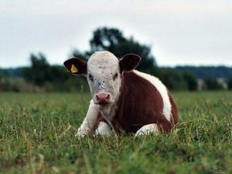 Cows Wallpaper