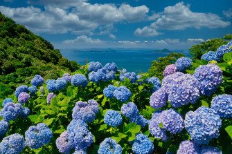 Blue Flower Wallpaper