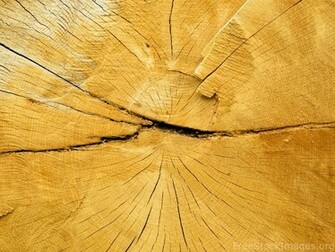 Oak Wood Wallpaper