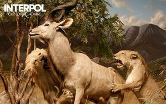 Interpol Wallpaper And Background Image Id