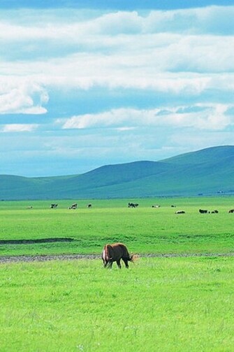 Grassland iPhone HD Wallpaper Ii