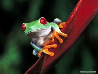 Frog Wallpaper Frogs