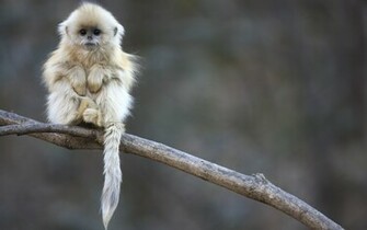 Snub Nosed Monkey Baby Wallpaper