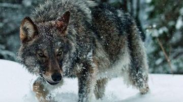 Grey Wolf Wallpaper Data Src Beautiful Wolves Desktop