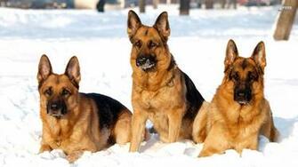 German Shepherds In The Snow