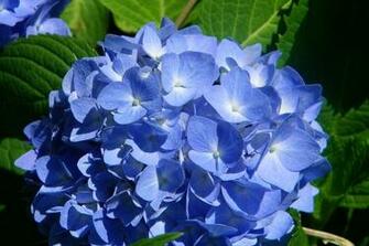 Flowers Grass Sunflowers Hydrangeas Wallpaper Car Pictures