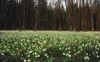 Lily Of The Valley Desktop Wallpaper