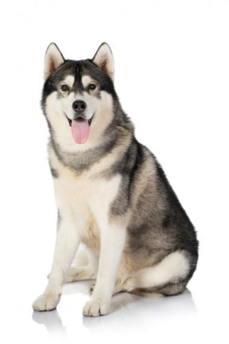 Portrait Of Black And White Siberian Husky Dog Isolated On