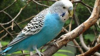 Best Budgie Wallpaper