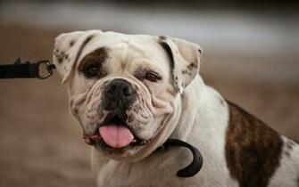 Bulldog Computer Wallpaper Desktop Background Id