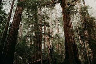 Muir Woods National Monument Pictures Image On