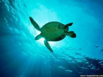 Beautiful Wallpaper Turtle HD