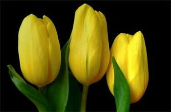 Yellow Tulips Wallpaper HD Desktopinhq Net