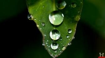 Dew Drop On The Leaf Wallpaper Wide HD