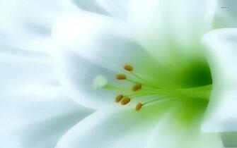 Amazing HD Flower Wallpaper Tech Lovers L Web Design And