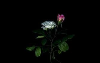 Light Shadow Rose Emblem Couple Petals Bud Stem Leaves Bush
