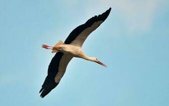 Stork Wallpaper