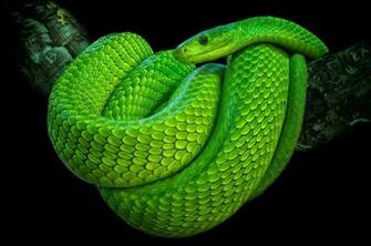 Eastern Green Mamba Wallpaper Background