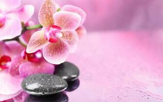 Pink Orchids Background Gallery Yopriceville High Quality