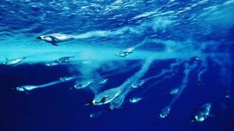Diving Penguins Deep Blue Water Wallpaper Stream