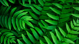 Green Leaves Wallpaper 4k Ferns Leaf Spring