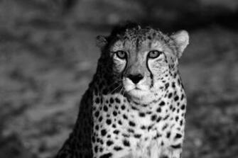 Black Cheetah Wallpaper