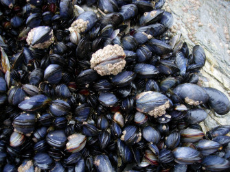 Mussels Wallpaper Food Hq Picture