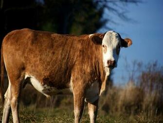 User Res Of Wallpix HD Cows