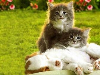 Kittens Puppies Teddybear64 Wallpaper