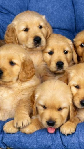 Golden Retriever Puppies