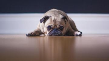 I Am Being Sued Because My Dog Bit Someone What Should Do