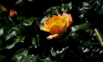 Rozen Bloemen Wallpaper X Achtergrond