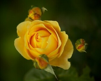 Yellow Rose