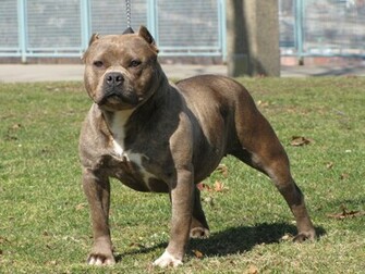 Pitbull Dog New Wallpaper Pictures