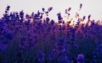 Aesthetic Wallpaper For Chromebook