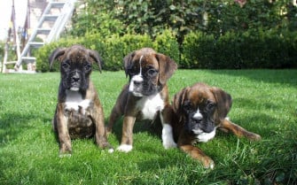 Dog Wallpaper In High Definitions