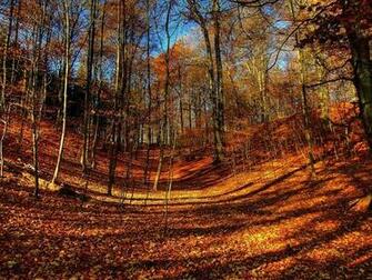 Wallpaper Fall Scenes And Foliagesphoto Autumn Road Leaves