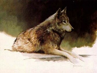 Timber Wolf Wallpaper