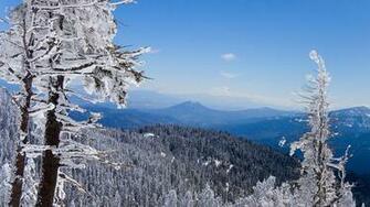 Winter Forest Wallpaper HD