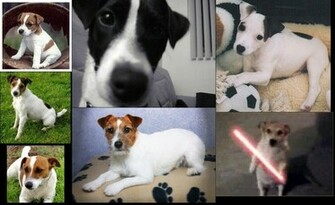 Jack Russell Terrier Wallpaper By Chucky15072009