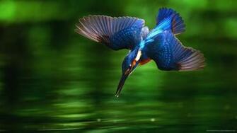 Kingfisher Bird Diving Into Water Wallpaper Picture For iPhone