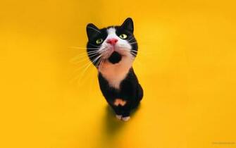 Cute Black And White Cat Wallpaper Stock
