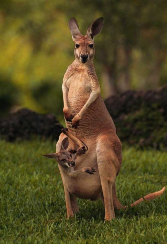 Kangaroo Wallpaper Discover More African Animal Australia Grey