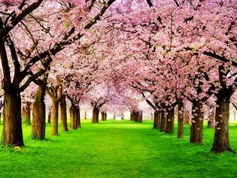 Tree Wallpaper Image Paos Pictures And Background For