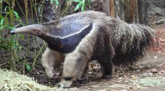Beautiful Wallpaper For Desktop Giant Anteater HD